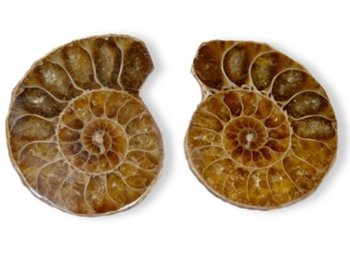 Ammoniten Paar, Fossilien, 3 cm